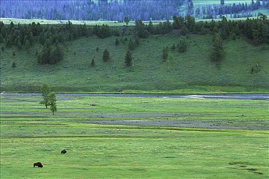 美洲野牛,野牛,放牧,山谷,黄石国家公园,蒙大拿