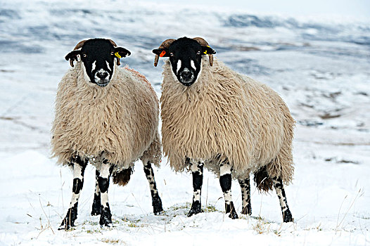 成群,绵羊,雪,高沼地,靠近,北约克郡,英格兰