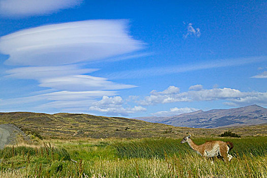 原驼,草地,拉哥裴赫湖,托雷德裴恩国家公园,巴塔哥尼亚,智利