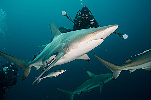 海洋,鲨鱼,长鳍真鲨,鮣鱼,南非