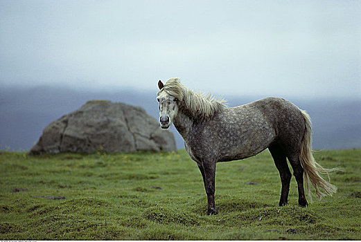 冰岛马,西部,冰岛