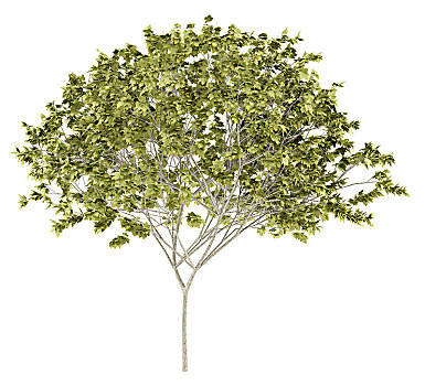 挪威槭,树,隔绝,白色背景,背景,插画