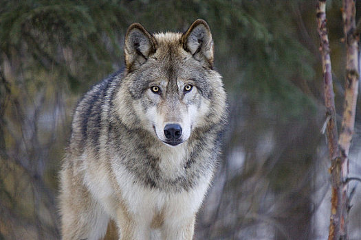 俘获,阿拉斯加,狼,阿拉斯加野生动物保护中心