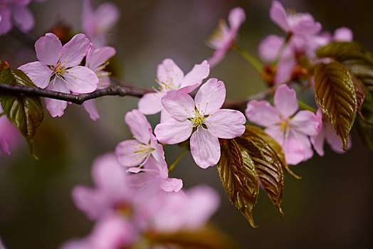 樱花