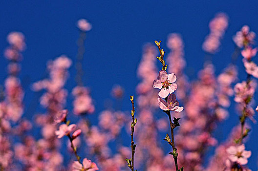 那些花儿