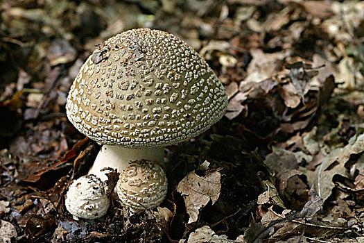 蘑菇,迪温特,上艾瑟尔省,荷兰