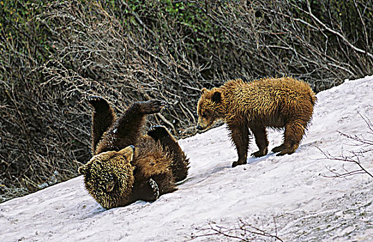 棕熊,妈妈,幼兽,玩,雪,斜坡,不列颠哥伦比亚省,加拿大