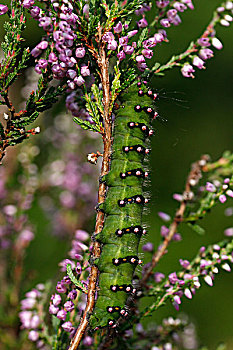 天蚕蛾,石南花,上艾瑟尔省,荷兰