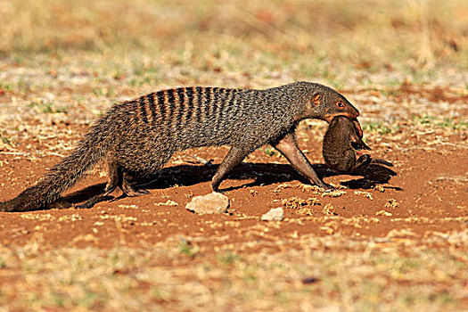 猫鼬,成年,幼仔,颈部,咬,克鲁格国家公园,南非,非洲
