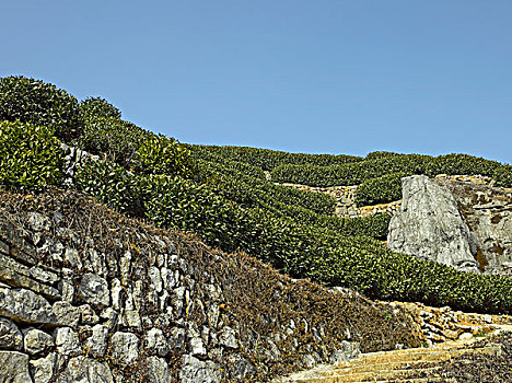 高山上的茶园