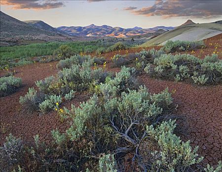 沙漠植被,约翰时代化石床国家纪念公园,俄勒冈