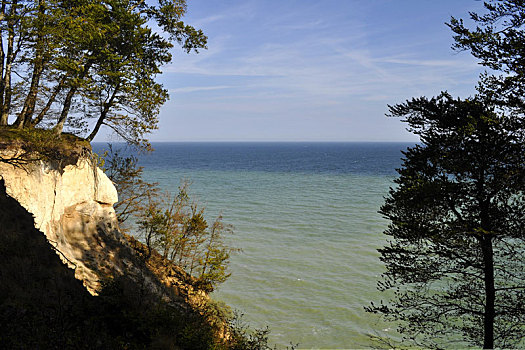 高,堤岸,波罗的海,树