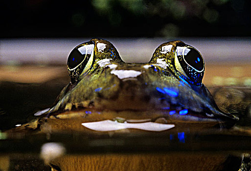 牛蛙,加拿大