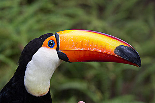 托哥巨嘴鸟,南美