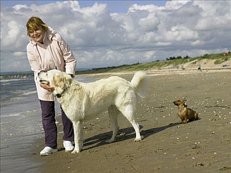 女人,海滩,两只,狗,一个,大,小