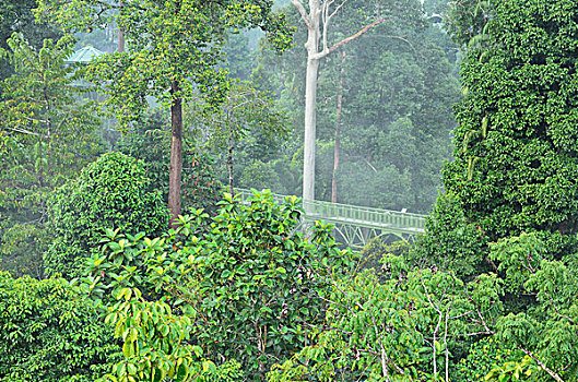 雨林,发现,中心,沙巴,婆罗洲,马来西亚