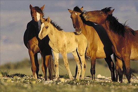 马,小,家族,带,靠近,矿物质,舔,普赖尔山野马放牧区,蒙大拿
