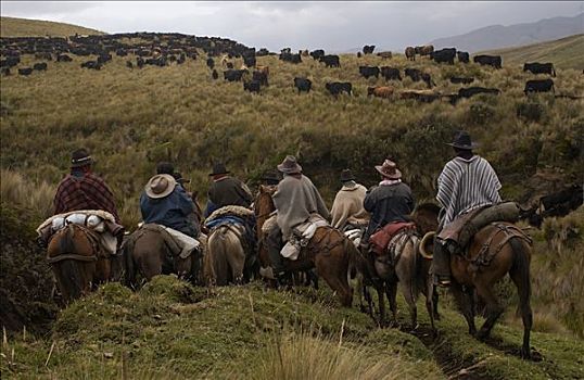 牛仔,乘,庄园,牧群,牛,安迪斯山脉,厄瓜多尔