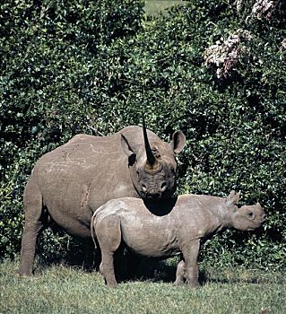 黑犀牛,幼兽,母兽,后代,新,出生,两个,五个,岁月