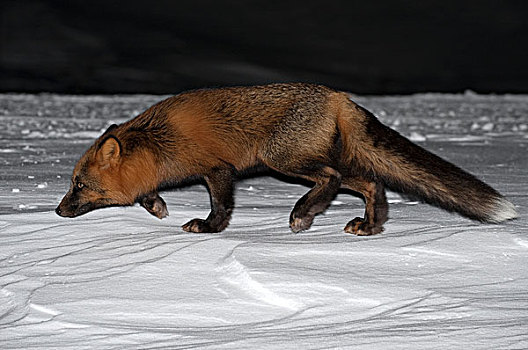 红狐,狐属,觅食,雪中,堪察加半岛,俄罗斯