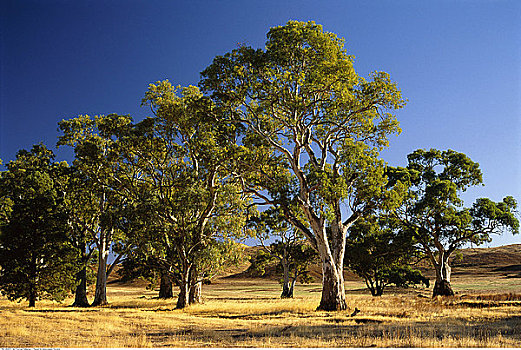 桉树,弗林德斯山国家公园,澳大利亚