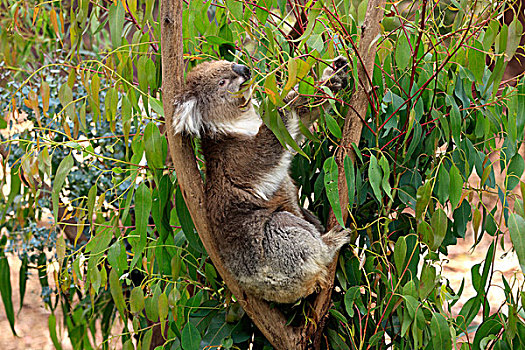 树袋熊,成年,叶子,桉树,树,澳大利亚