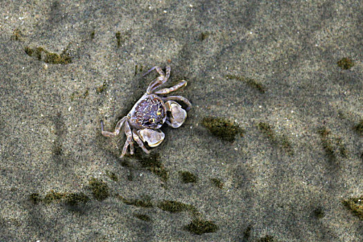 滩上,一只,螃蟹