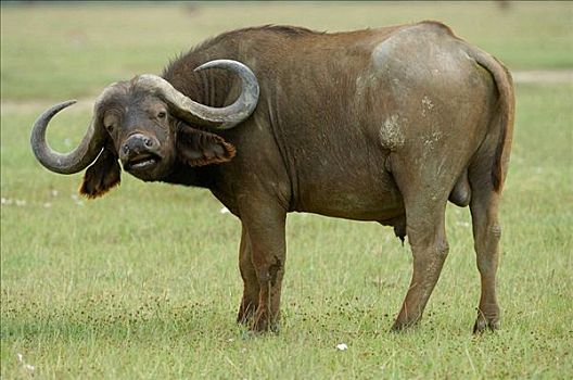非洲水牛,闻,雄性动物,纳库鲁湖,肯尼亚