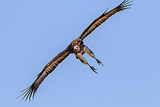 肉垂秃鹫,飞行,南卢安瓜国家公园,赞比亚,非洲