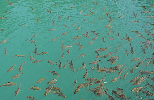 鲤科,淡水鱼,泰国