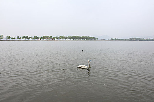 西湖里的天鹅