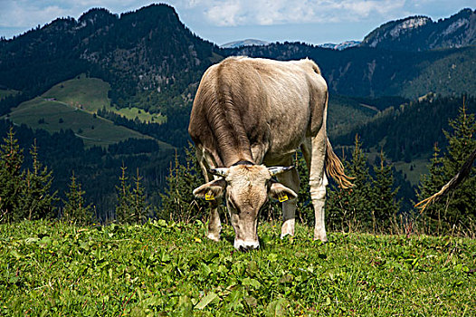 母牛,奶牛,草场,奥伯斯多夫,巴伐利亚,德国,欧洲