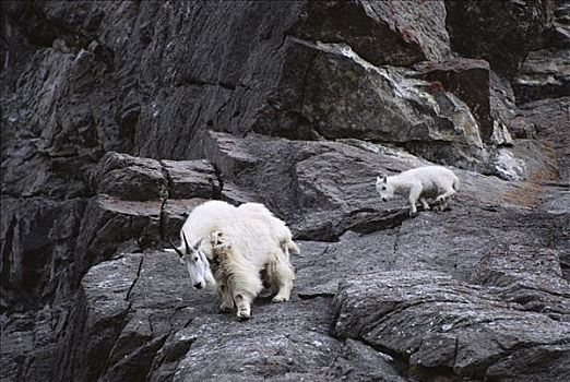 石山羊,雪羊,陡峭,岩石,斜坡,落基山脉,北美