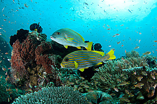 甜唇鱼,成年,游动,礁石,四王群岛,西巴布亚,新几内亚,印度尼西亚,东南亚