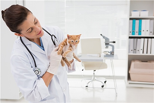 兽医,检查,猫