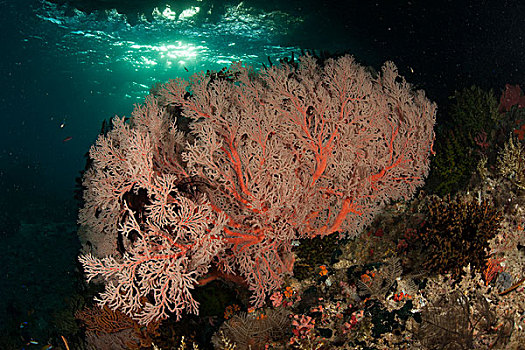 柳珊瑚目海扇,礁石,四王群岛,西巴布亚,印度尼西亚