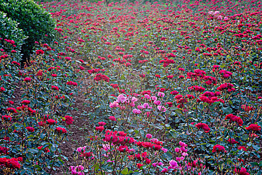 月季花园