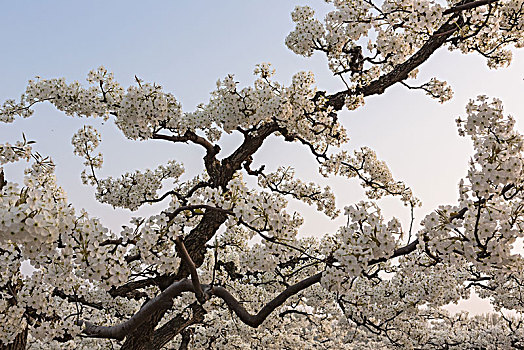 黄河故道梨花开