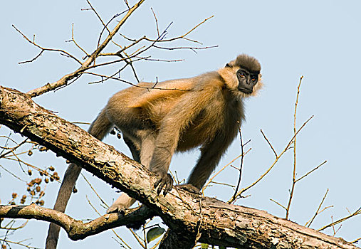 叶猴,树上,长臂猿,阿萨姆邦,印度