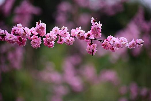 春天,公园里盛开的迎春花,樱花,桃花等