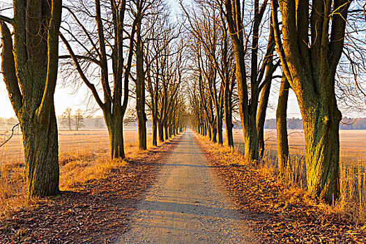栗子,树林,道路,早晨,亮光,二月,黑森州,德国
