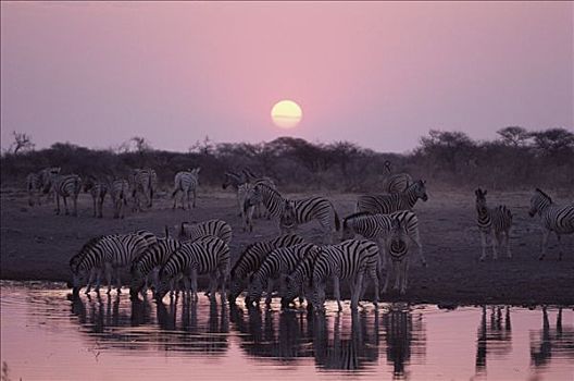 白氏斑马,斑马,水潭,日落,埃托沙国家公园,纳米比亚