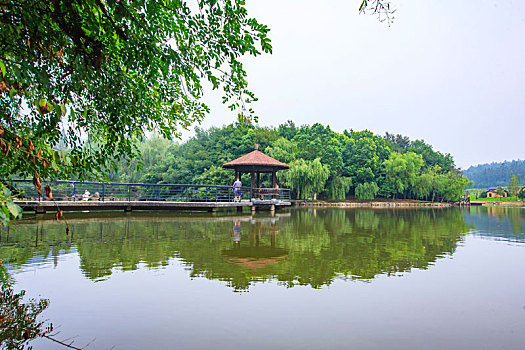 湖,涌泉湖,水面,树,定海神针