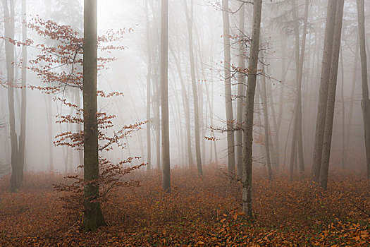 雾,晚秋,山毛榉,树林,萨尔茨堡,奥地利,欧洲