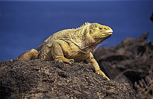 加拉帕戈斯,陆地,鬣蜥蜴,加拉巴哥陆鬣蜥,成年,站立,石头,加拉帕戈斯群岛