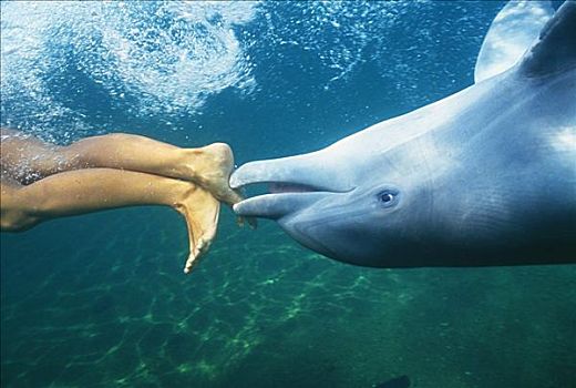 夏威夷,宽吻海豚,游泳,颠倒,人,只有,脚,展示,水下视角