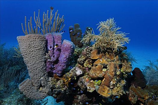 小,彩色,珊瑚,正面,沙,海底,不同,海绵,伯利兹,中美洲,加勒比海