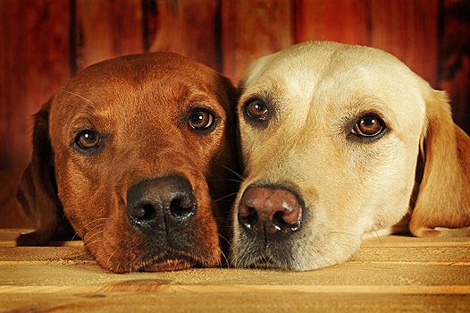 拉布拉多犬,黄色,雄性,卧,靠近,相互,奥地利,欧洲