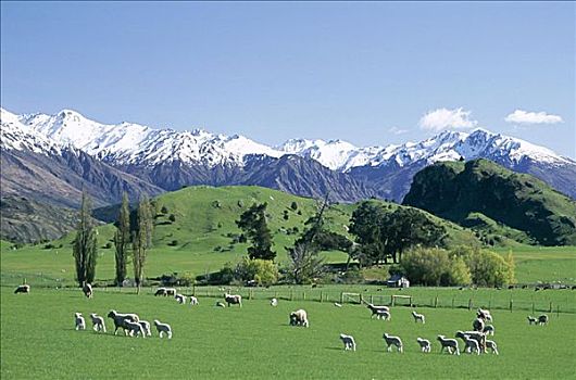 绵羊,南阿尔卑斯山,山峦,瓦纳卡,南岛,新西兰