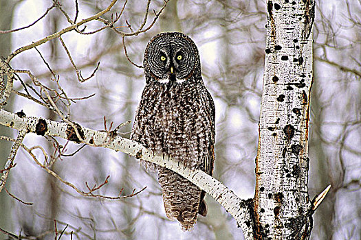 成年,乌林鸮,猎捕,冬天,路边,北方,艾伯塔省,加拿大
